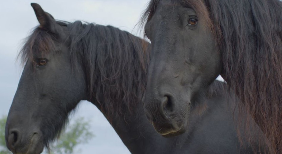 Photo générique de chevaux