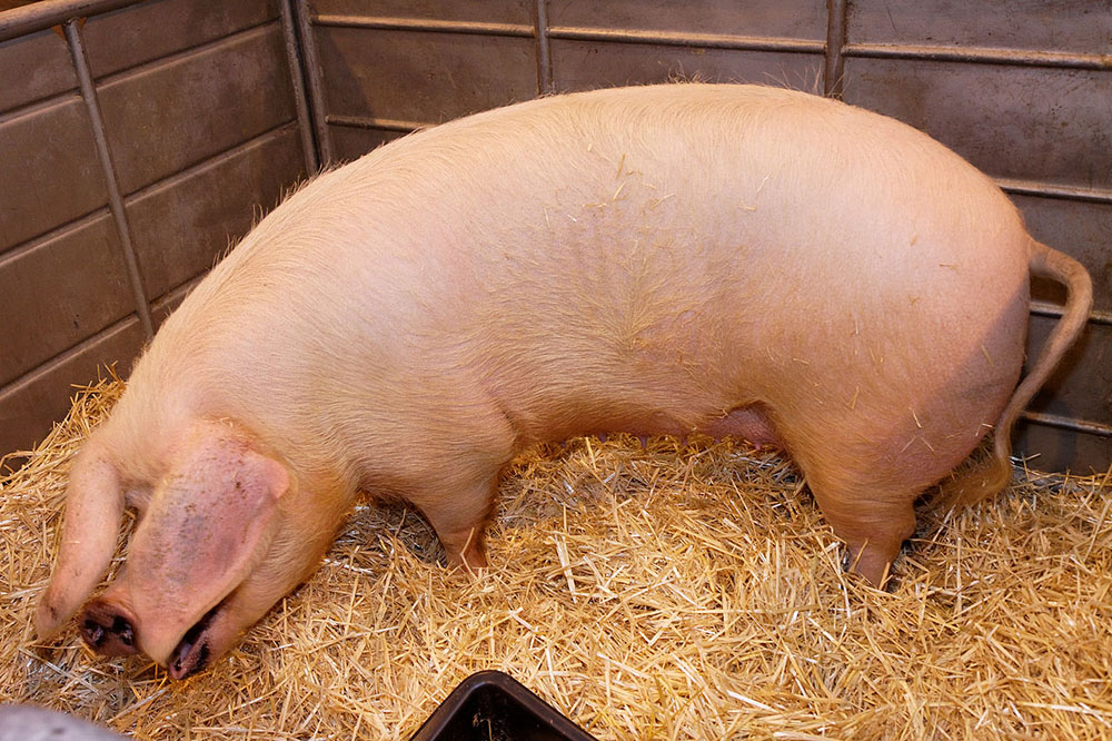 Un porc de la race Blanc de l'Ouest