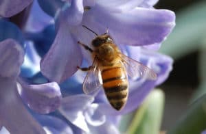 Abeille de Buckfast