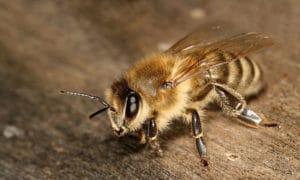 Abeille de race Carniolienne