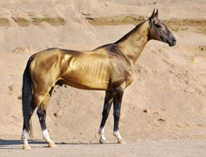 Cheval de race Akhal Teke