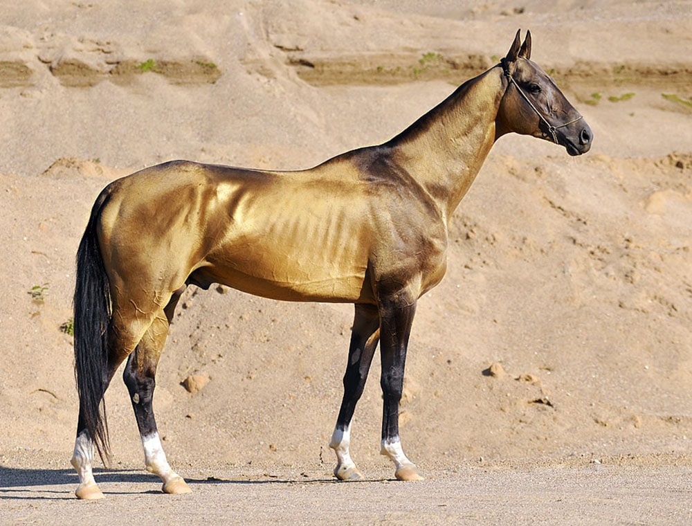 Cheval de race Akhal Teke