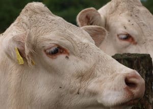 Vache de la race Blonde d'Aquitaine