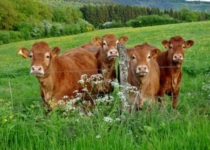 Vaches de la race Limousine