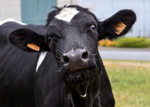 Vache de la race Prim'Holstein