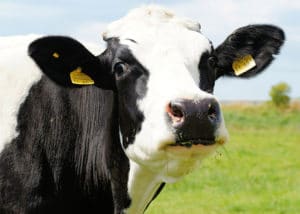 Vache de la race Prim'Holstein