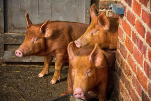 Porcs de la race Duroc