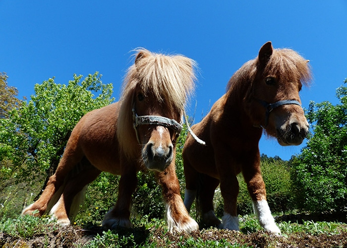 Chevaux de la race Shetland