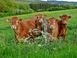 Vaches de la race Limousine