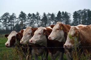 Vaches de la race Montbéliarde