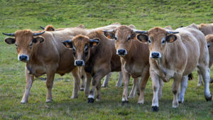 Vaches de race Parthenaise