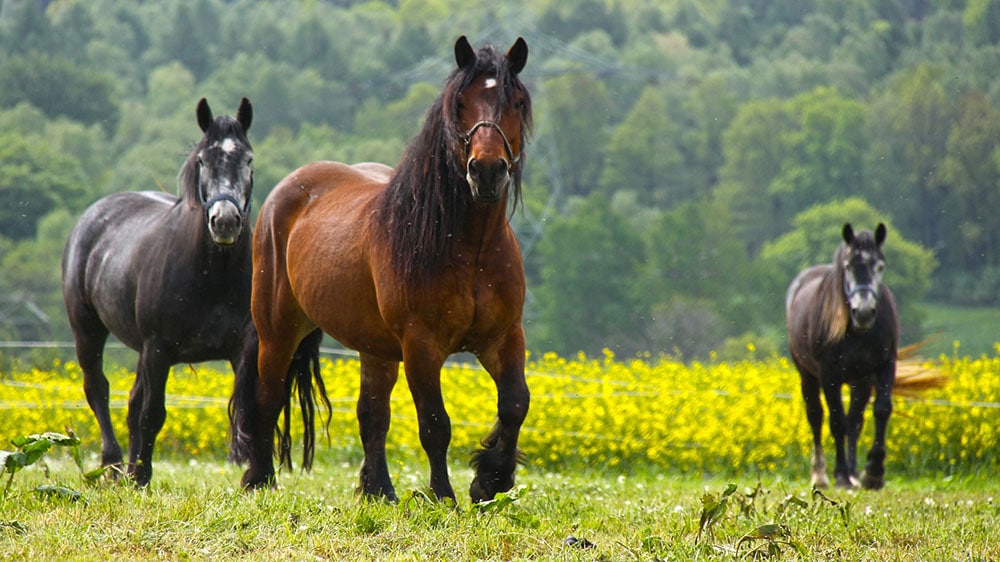 chevaux de la race Cob Normand