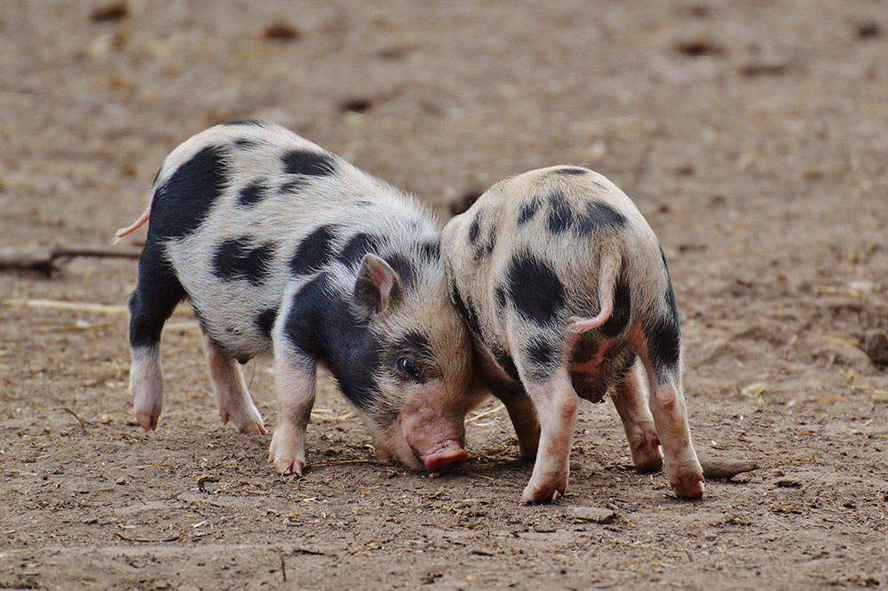 Porcs de la race Pietrain