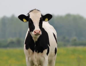 Vache de la race Prim'Holstein