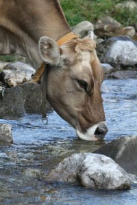 qualité de l'eau pour les bovins