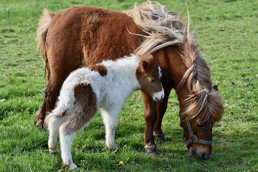 Chevaux de race Shetland