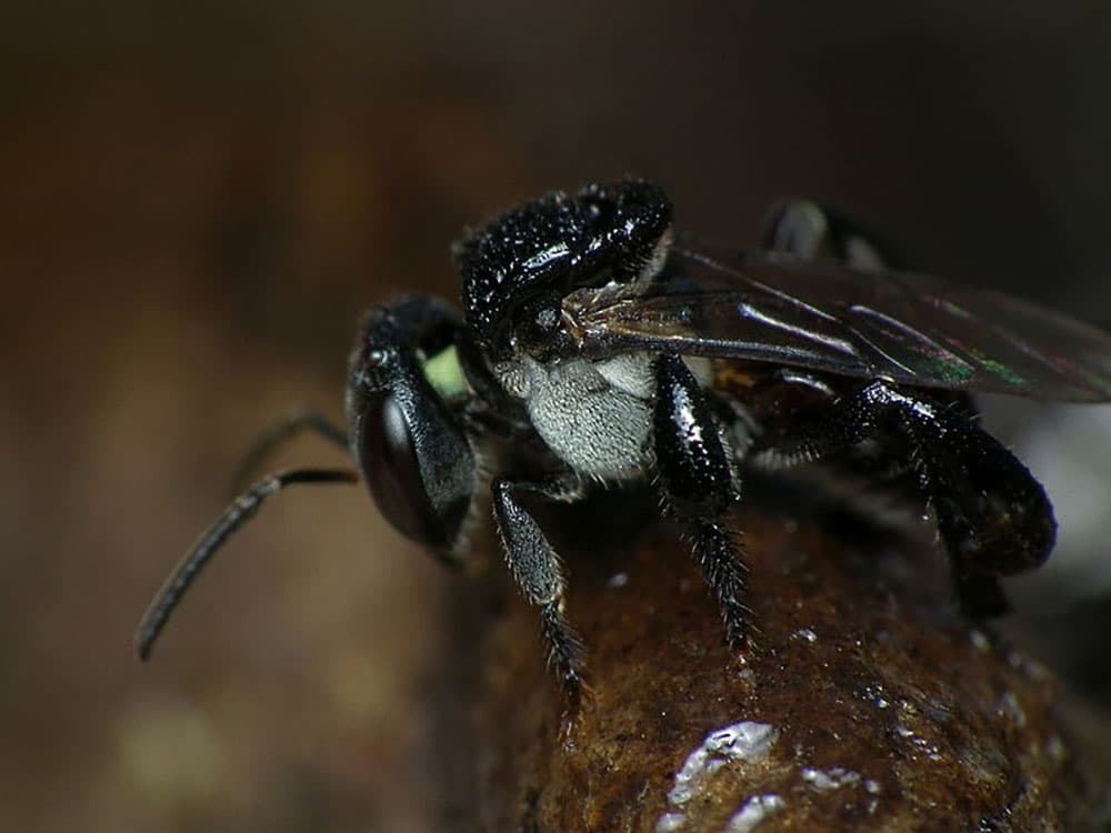 Abeille de la race Trigona cartonaria