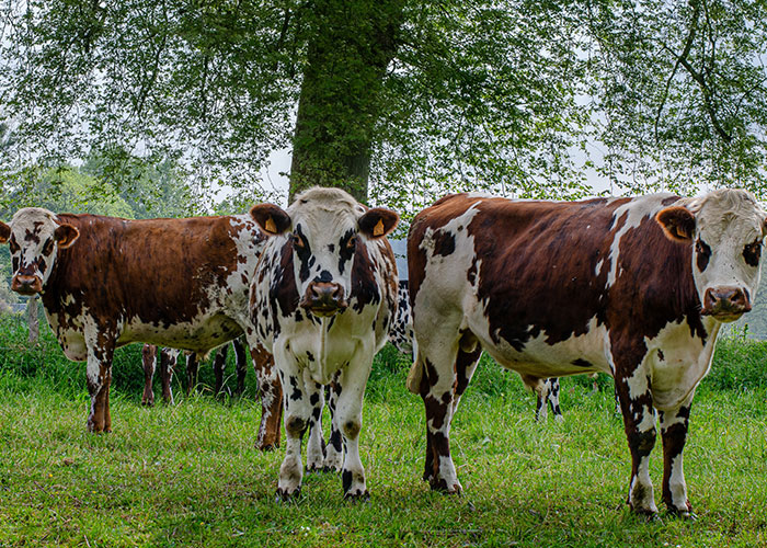 Vache normande : comment évoluent les caractéristiques de la race ?