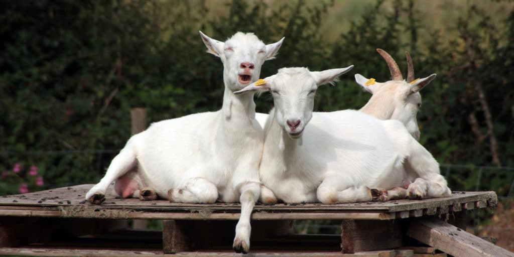 La race Saanen en Mayenne MElevage