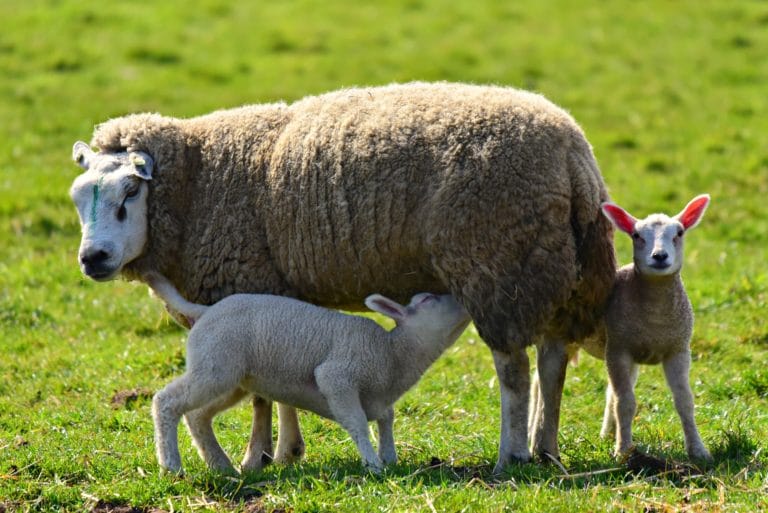 Bienêtre des ovins MElevage Bienêtre des ovins MElevage