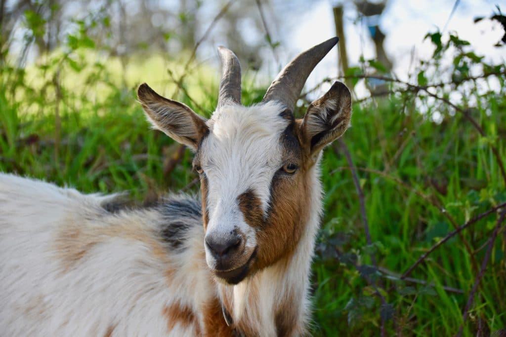 Parasites des petits ruminants: comment atténuer la formation de  résistances aux vermifuges