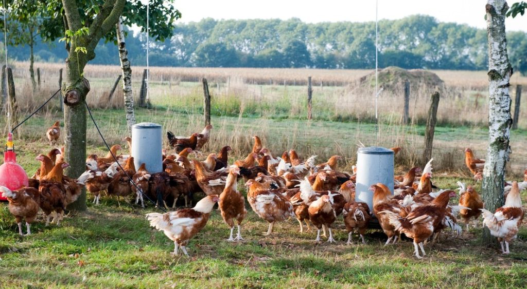 Biosécurité pour les oiseaux d'élevage